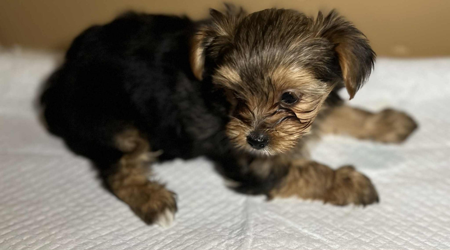Bella – Traditional Female Yorkie (AKC, Championship Bloodline)