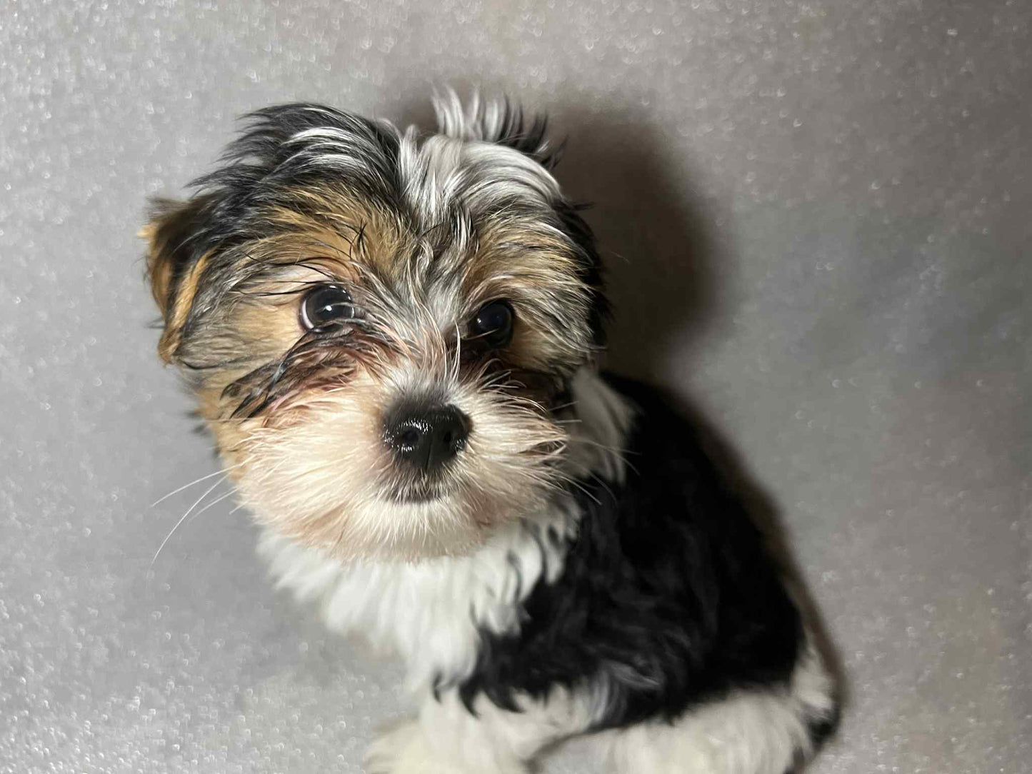 Shilo – Dark Parti Male AKC Yorkie