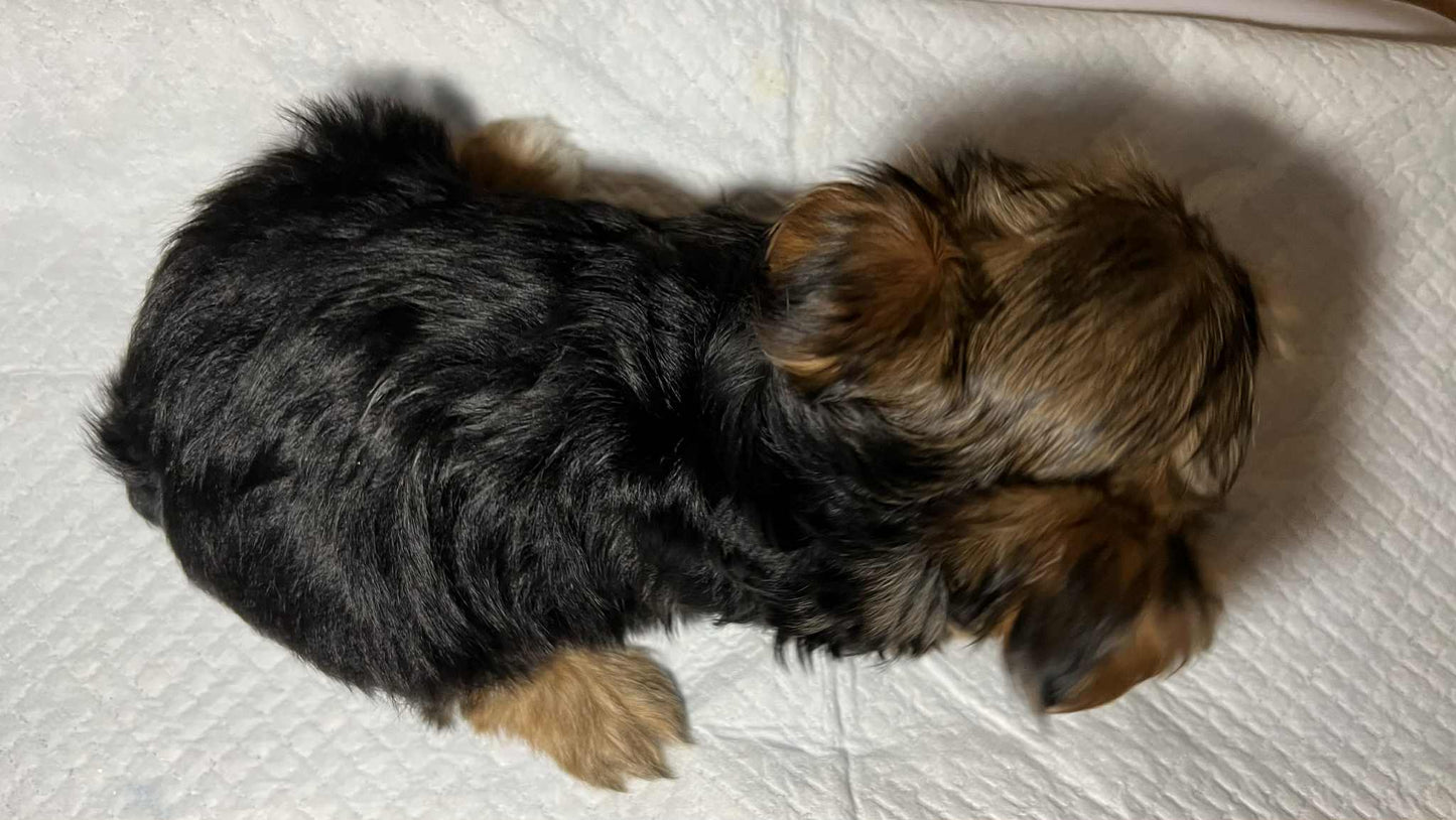 Hazel – Traditional Female Yorkie (AKC, Championship Bloodline)