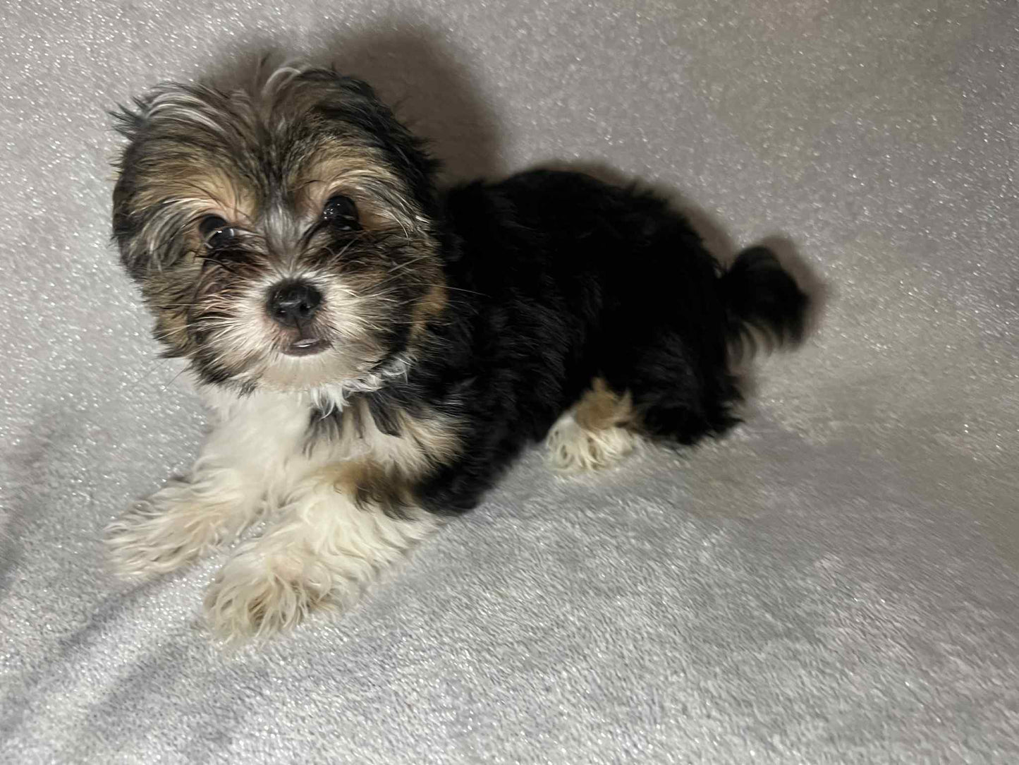 Cricket – Dark Parti AKC Male Yorkie
