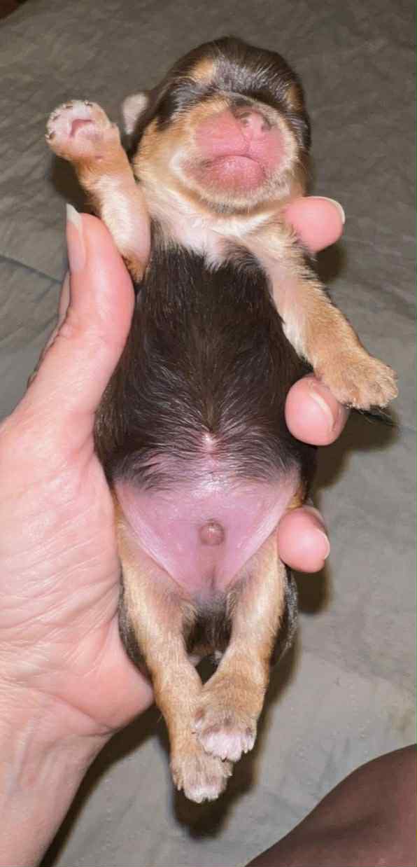 Rocky – Male AKC Yorkshire Terrier Puppy (Chocolate)