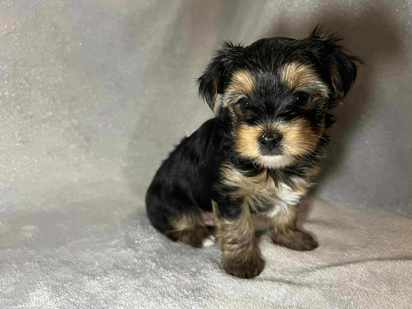 Bear – AKC Traditional Male Yorkie