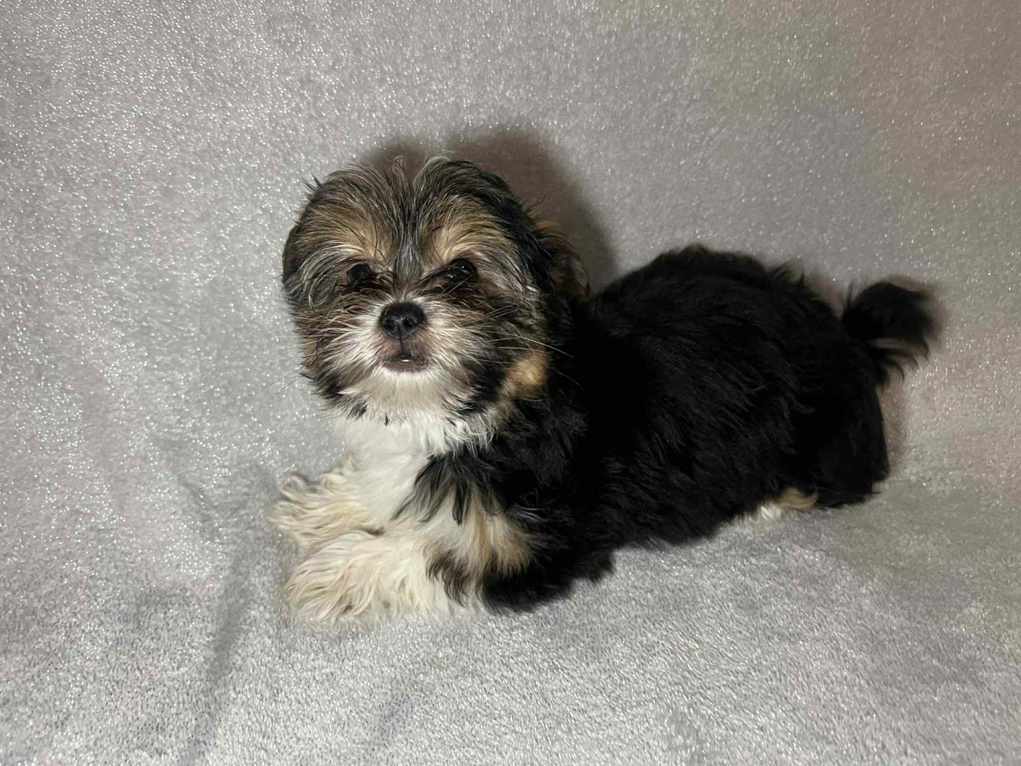Cricket – Dark Parti AKC Male Yorkie