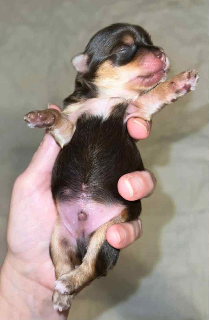 Rocky – Male AKC Yorkshire Terrier Puppy (Chocolate)