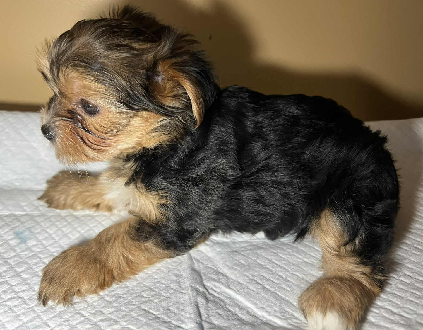 Hazel – Traditional Female Yorkie (AKC, Championship Bloodline)