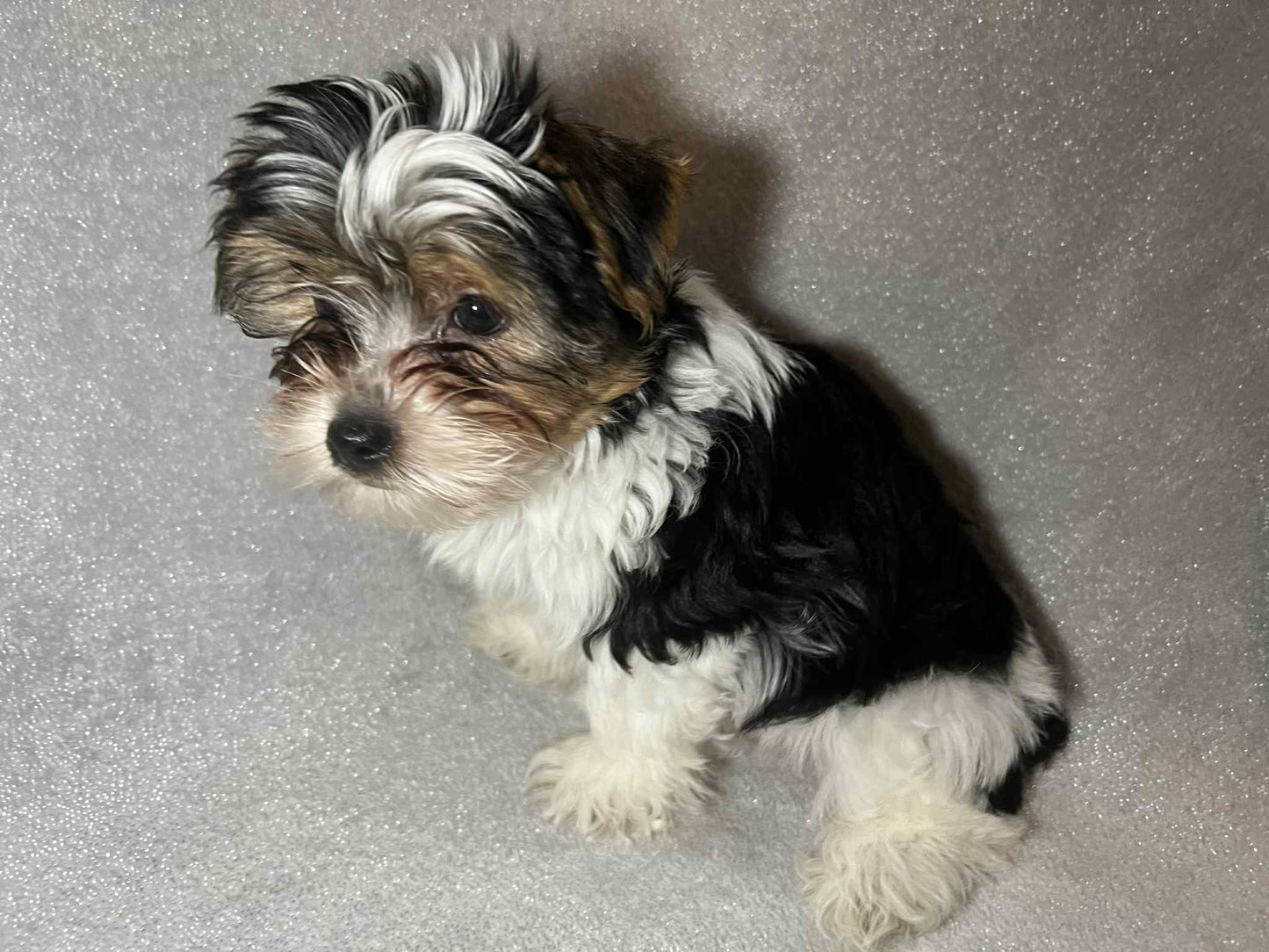 Shilo – Dark Parti Male AKC Yorkie