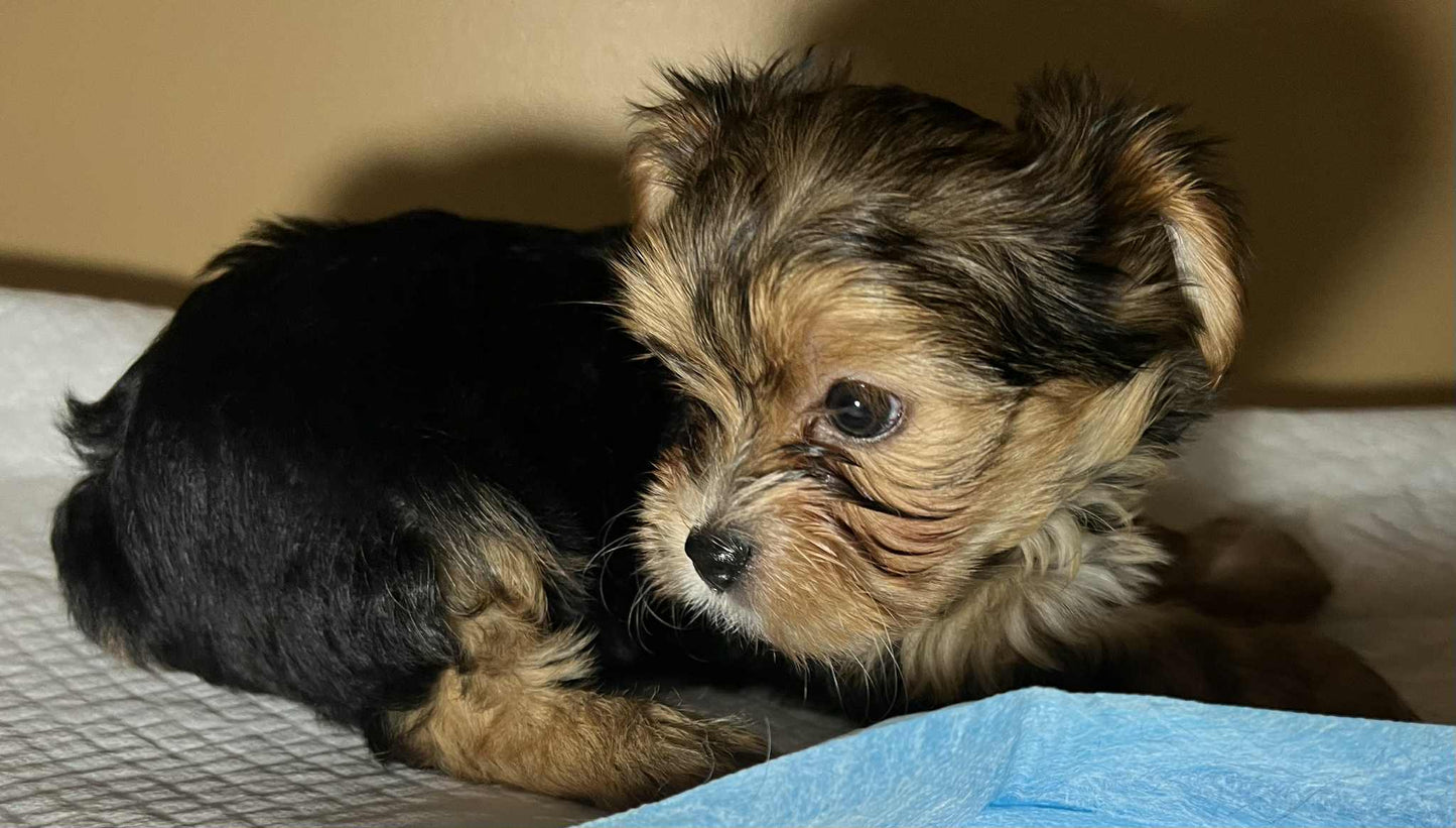 Hazel – Traditional Female Yorkie (AKC, Championship Bloodline)