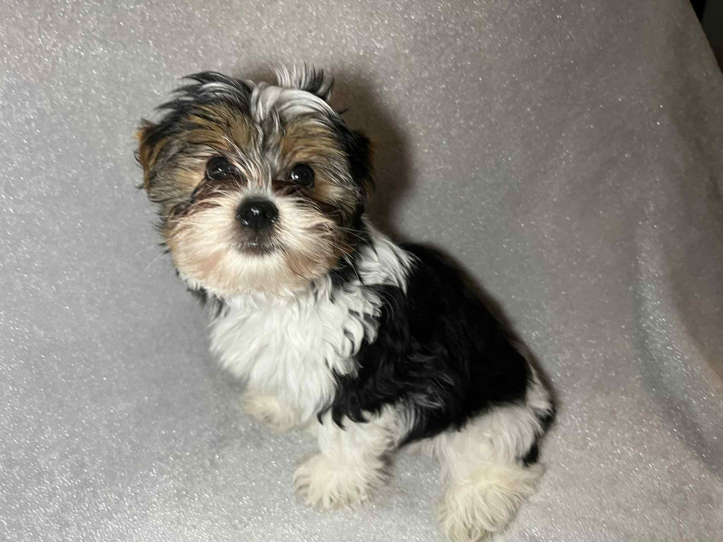 Shilo – Dark Parti Male AKC Yorkie