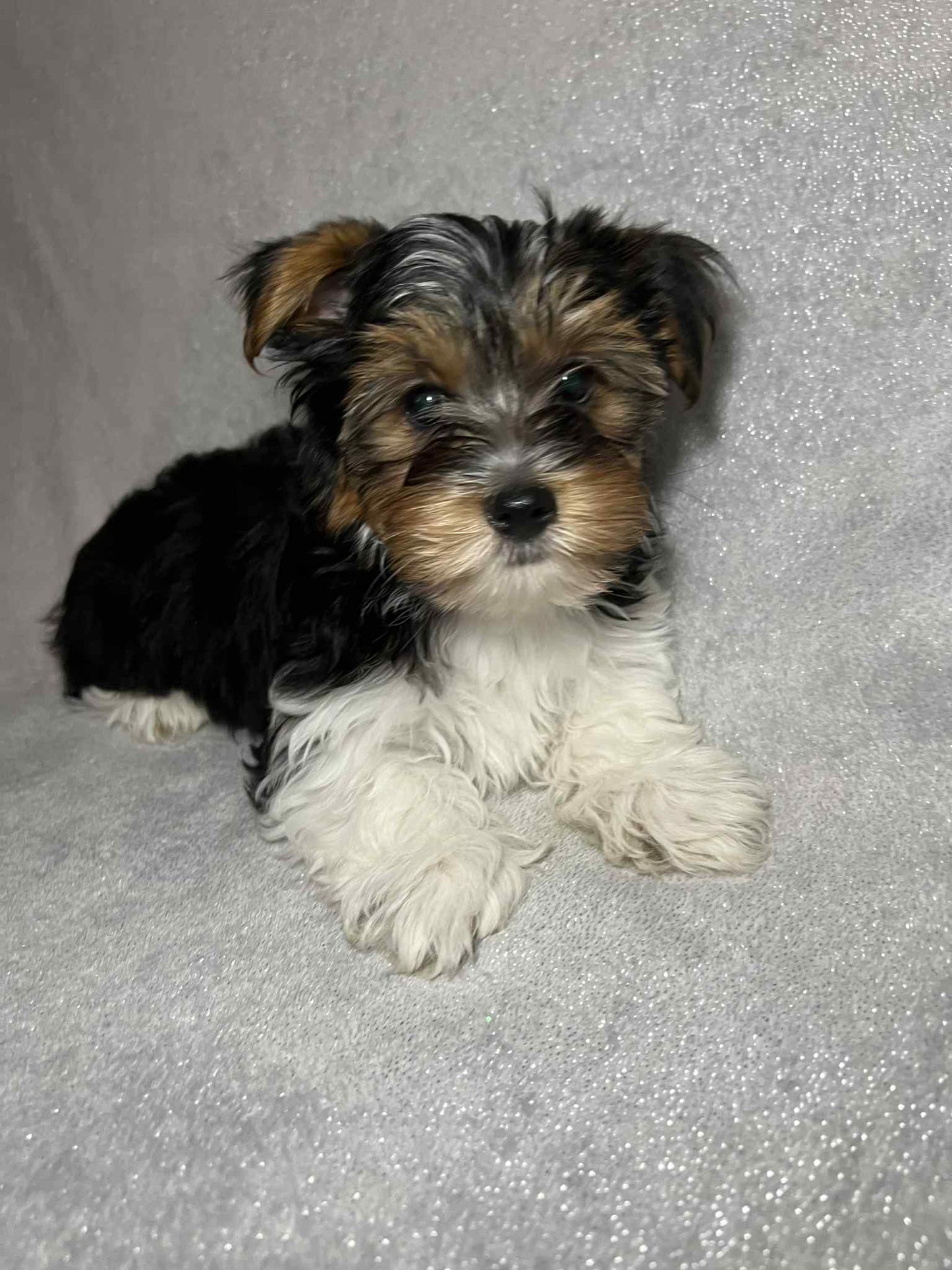 Teddy – Dark Parti Male Yorkie (Born June 26th)