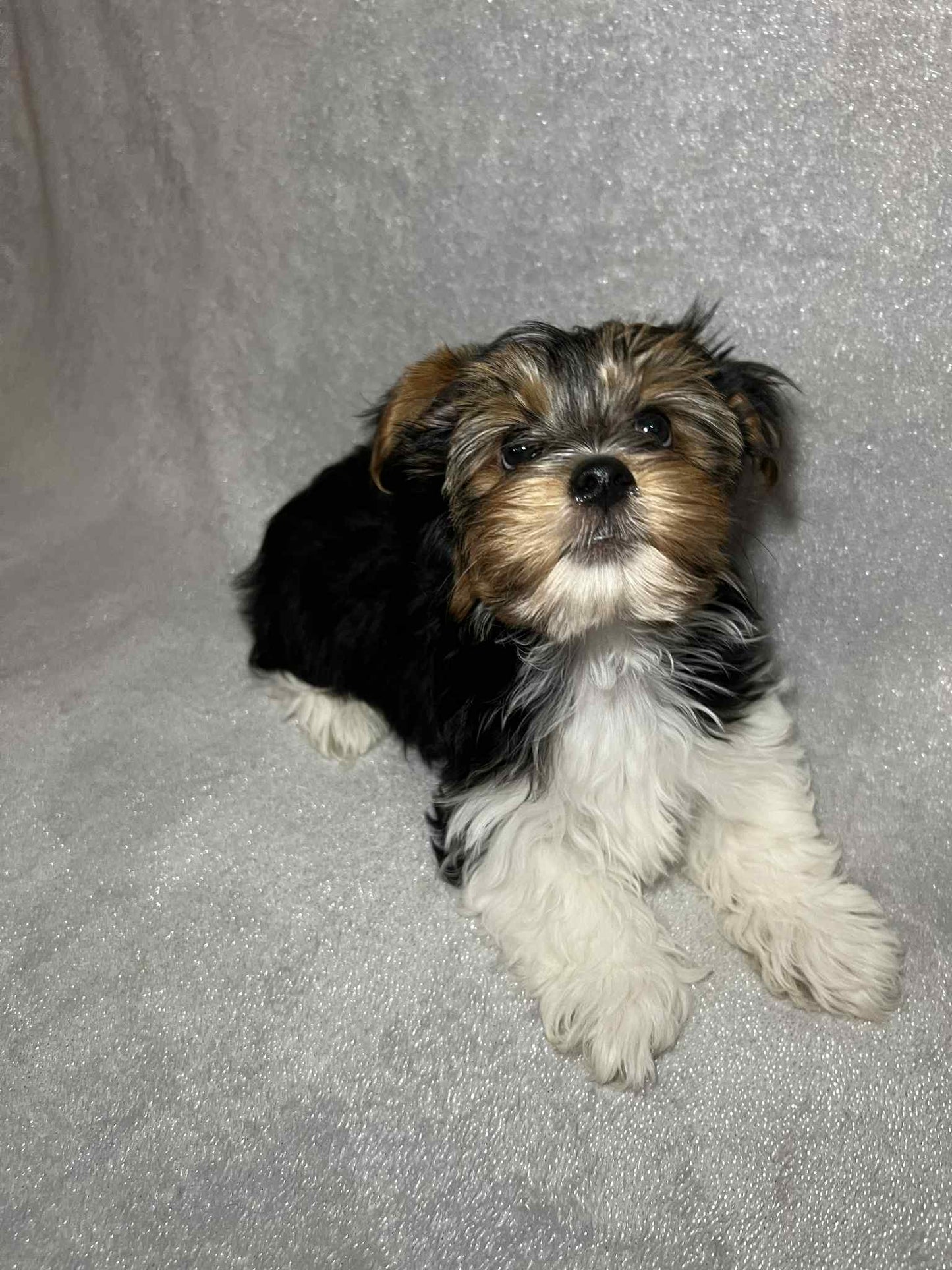 Teddy – Dark Parti Male Yorkie (Born June 26th)