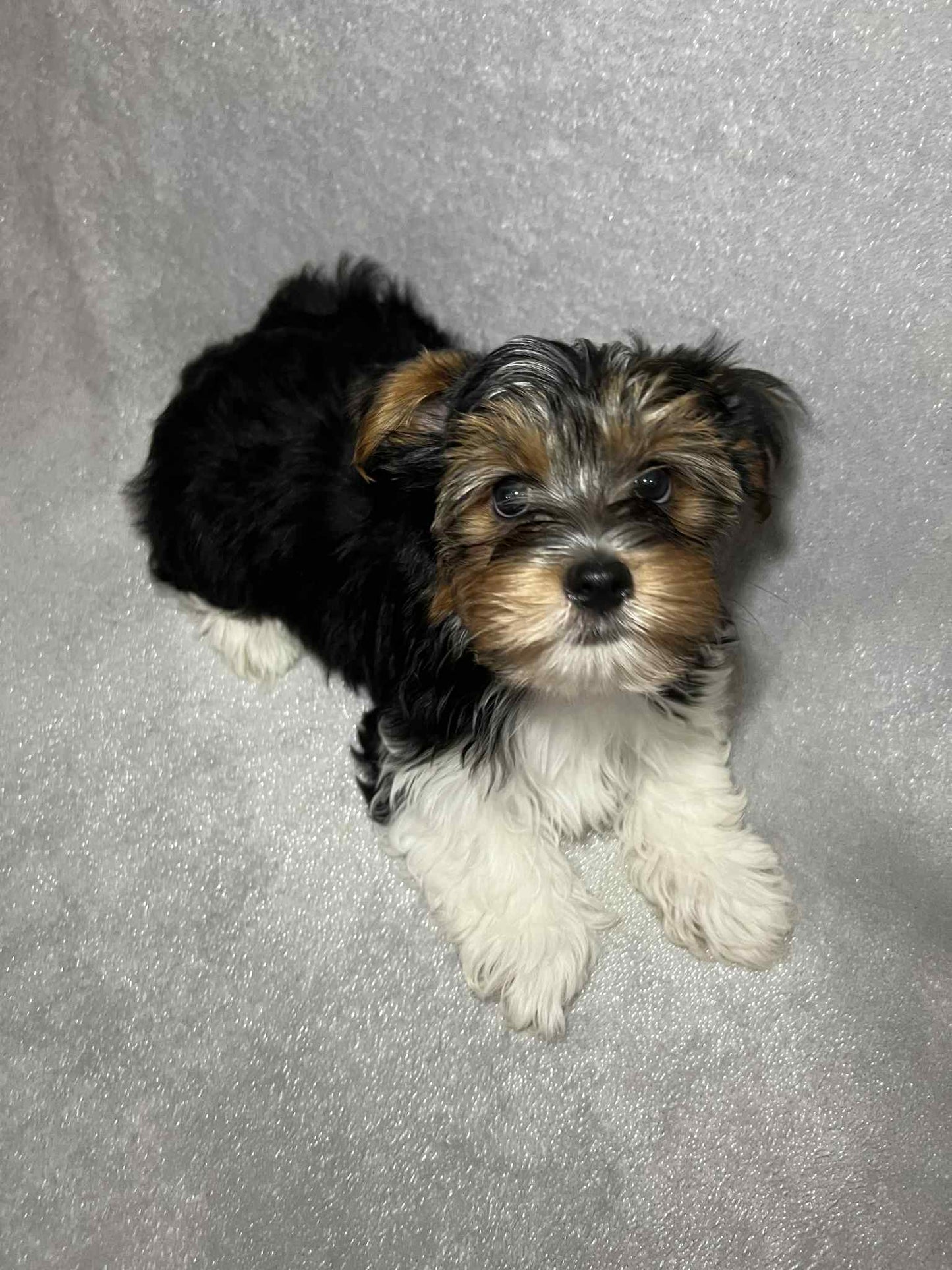 Teddy – Dark Parti Male Yorkie (Born June 26th)