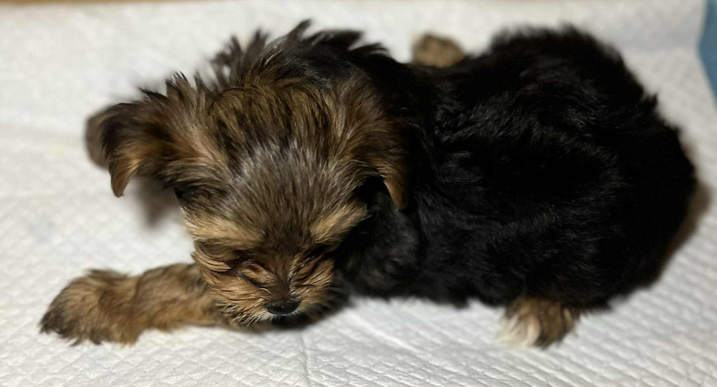 Bella – Traditional Female Yorkie (AKC, Championship Bloodline)
