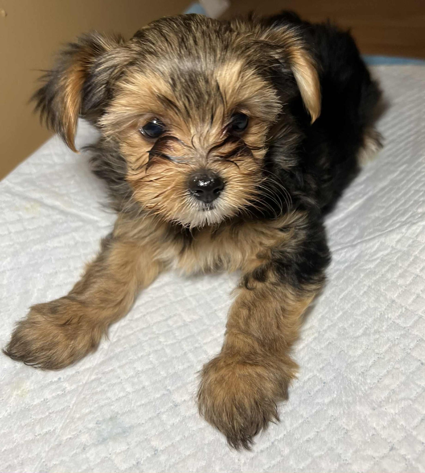 Bella – Traditional Female Yorkie (AKC, Championship Bloodline)