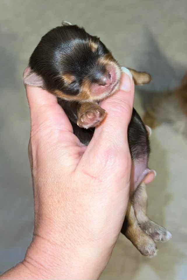 Rocky – Male AKC Yorkshire Terrier Puppy (Chocolate)