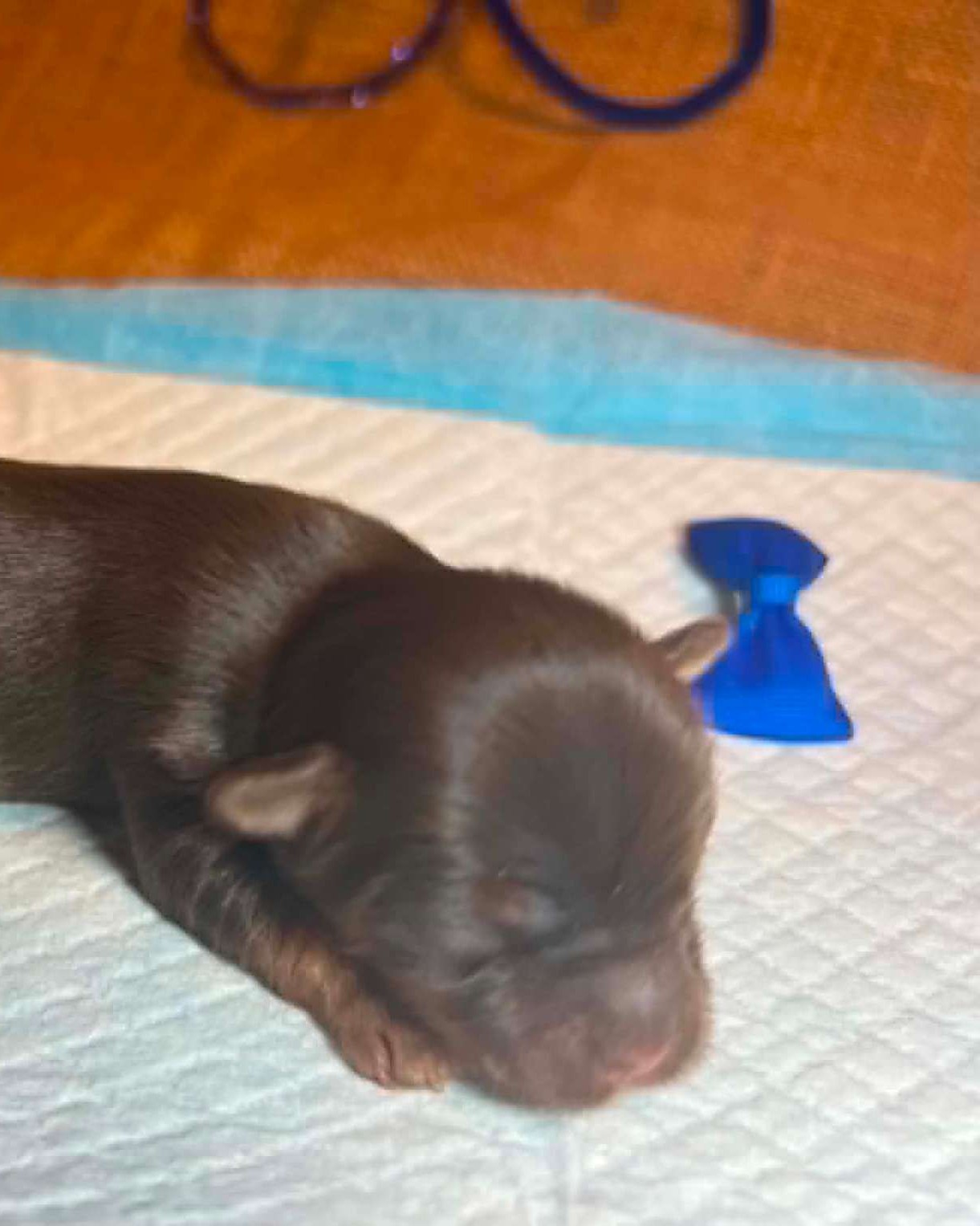Olga & Tully's Chocolate Boy the Yorkie puppy