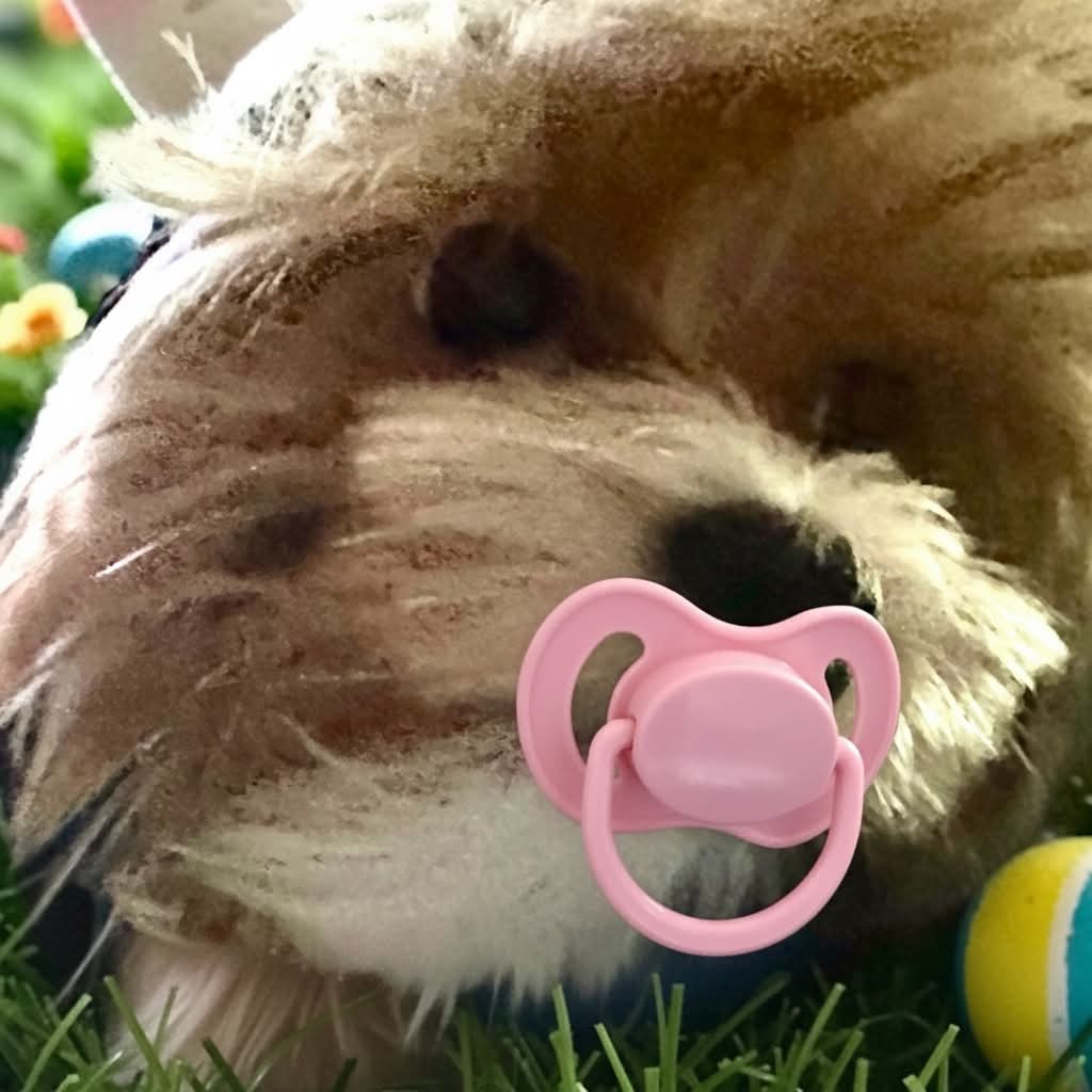 Playful close-up of Aria the Yorkie with a pink pacifier
