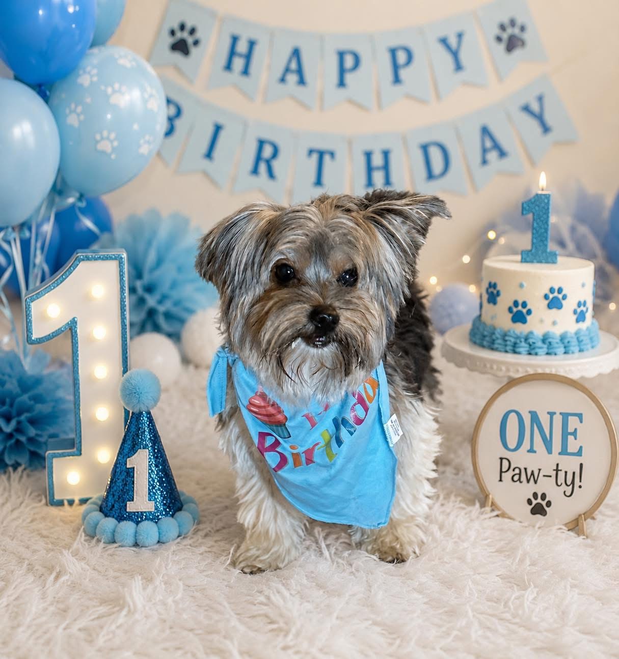 Loki, a Yorkshire Terrier from East Coast Yorkies, celebrating his first birthday.