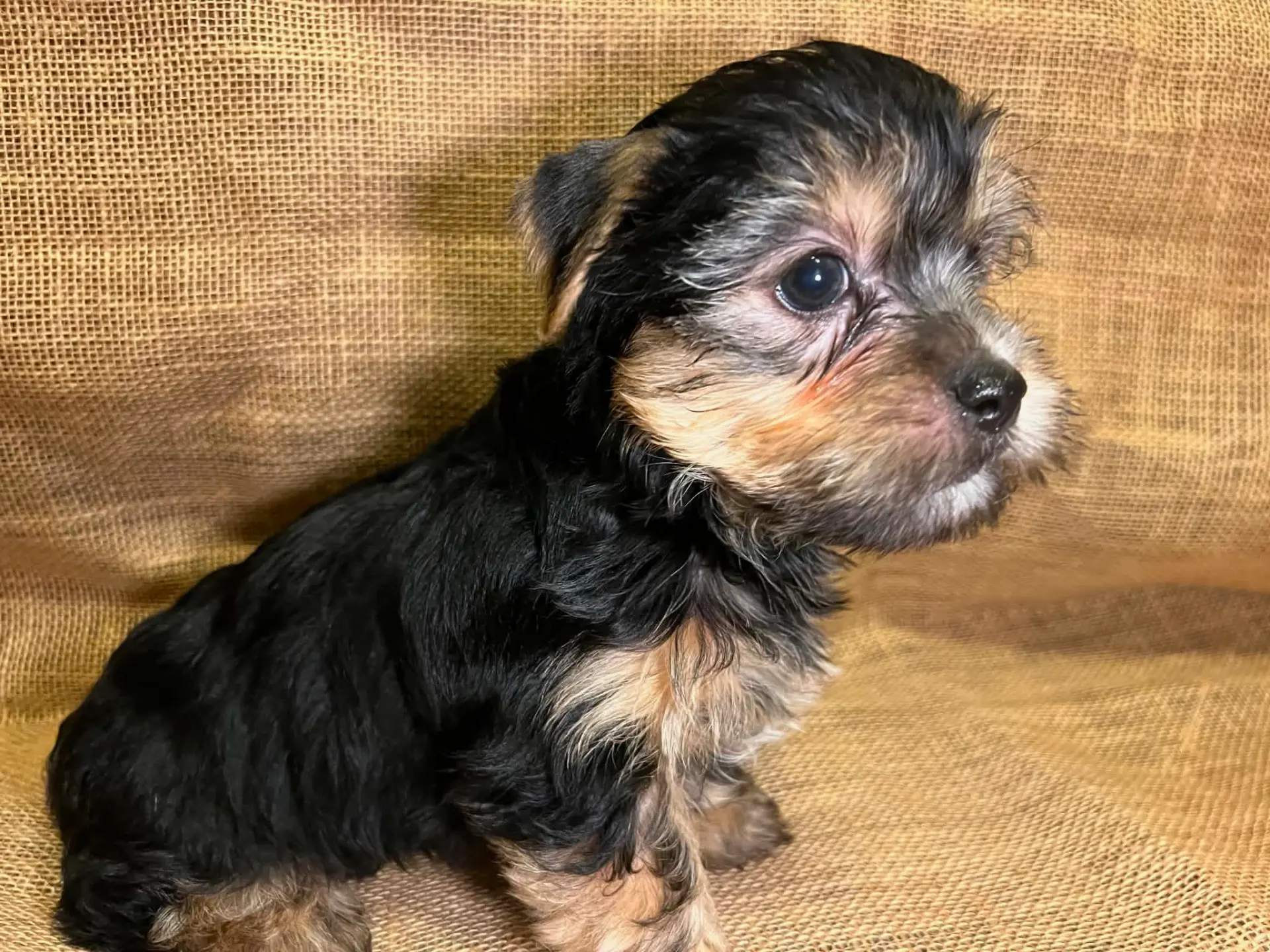 Chunk the Yorkie puppy