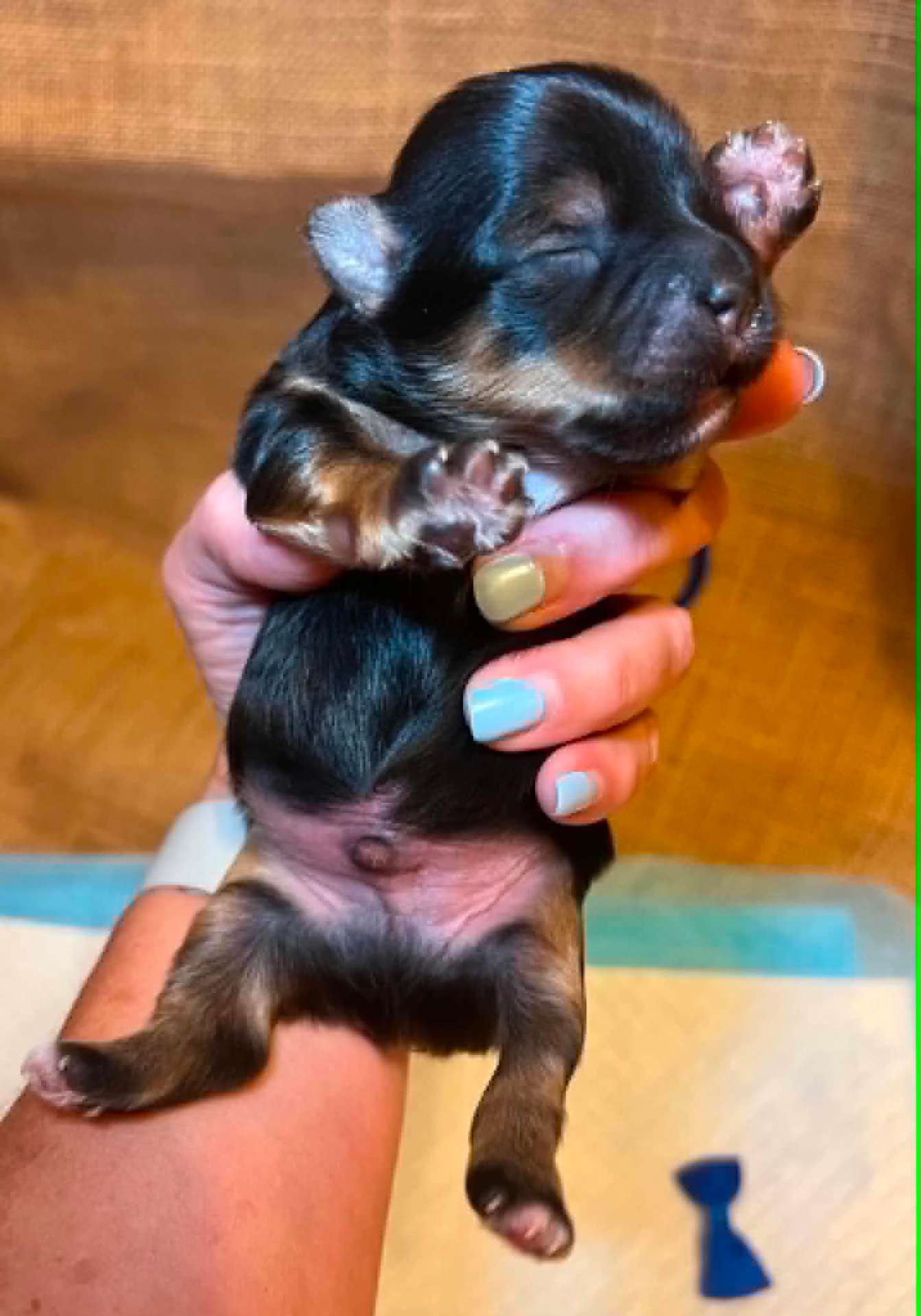 Olga & Tully's Dark Traditional Boy (White Tips) the Yorkie puppy