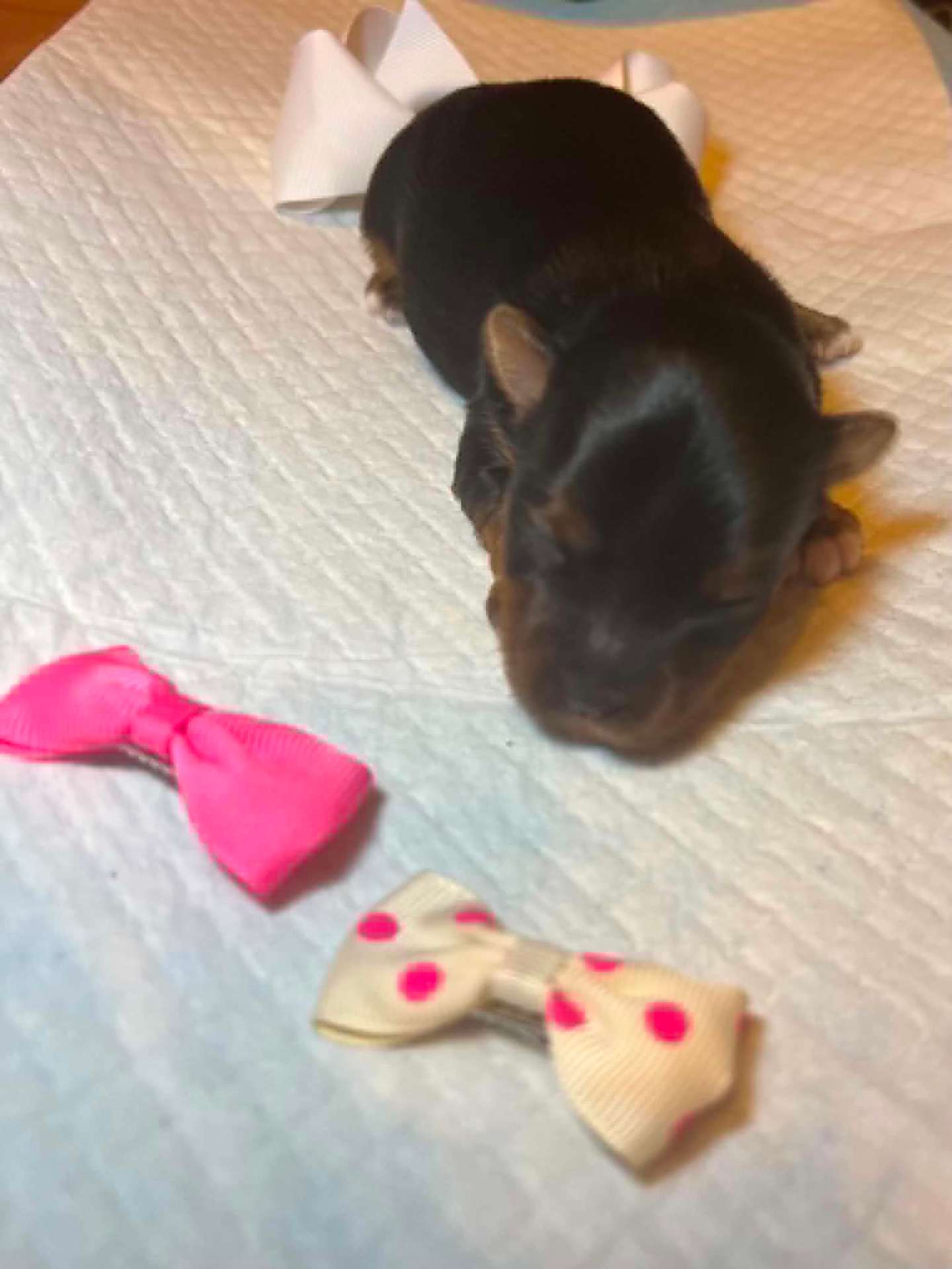 Olga & Tully's Traditional Girl the Yorkie puppy
