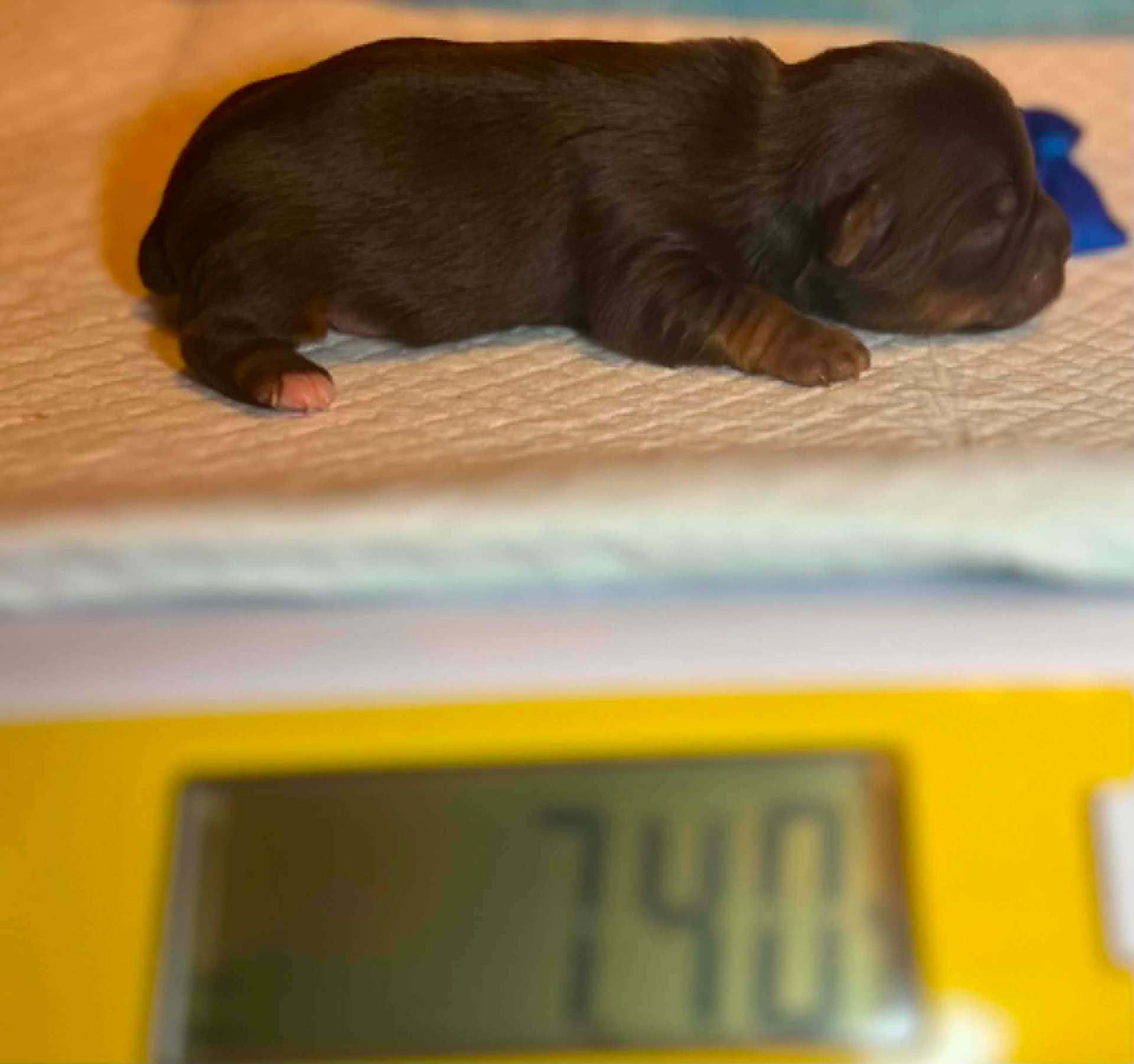 Olga & Tully's Chocolate Boy — photo 5