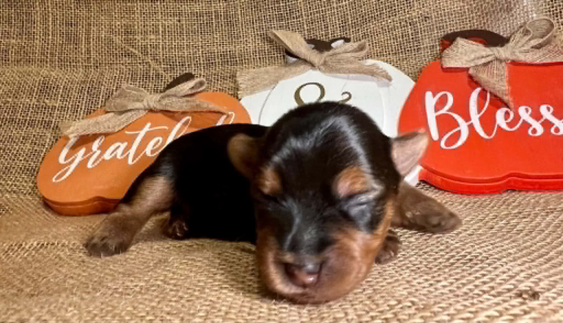 Kai the Yorkie puppy