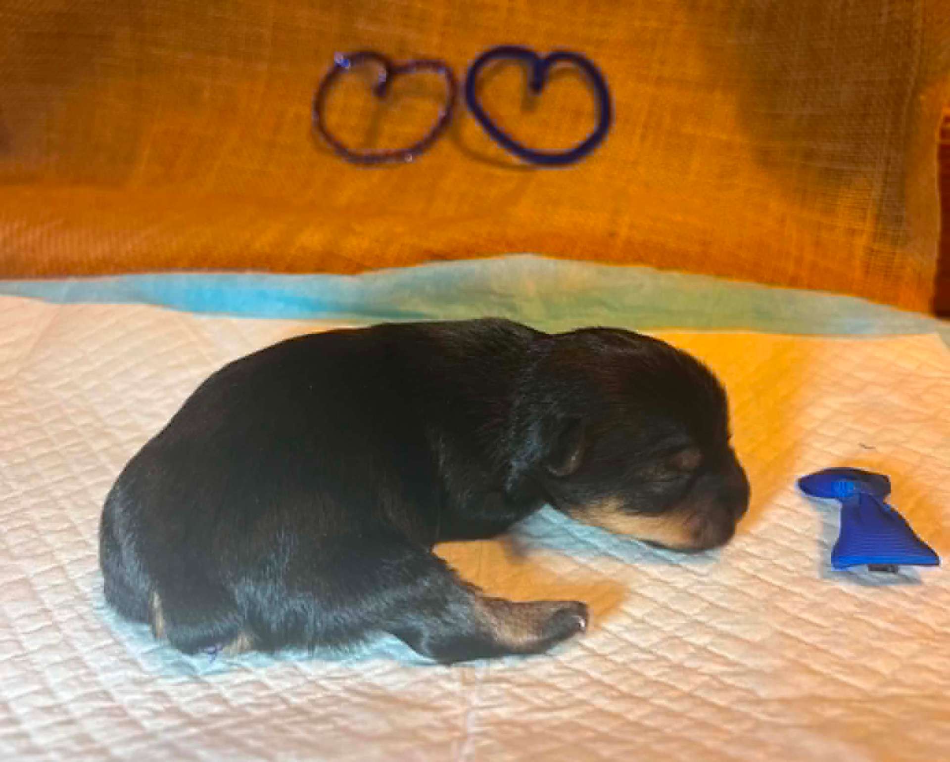 Olga & Tully's Dark Traditional Boy — photo 7