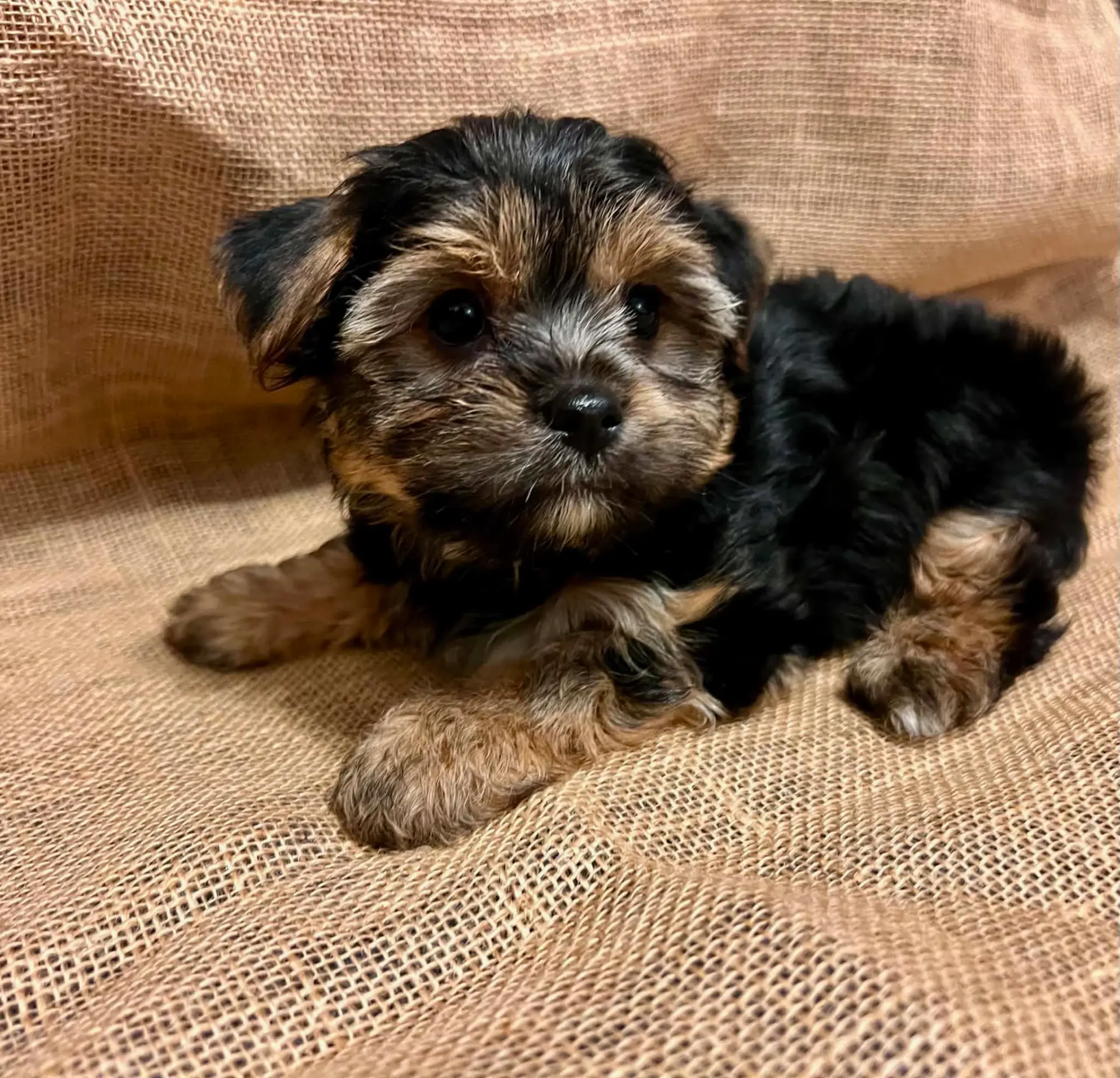 Sam the Yorkie puppy