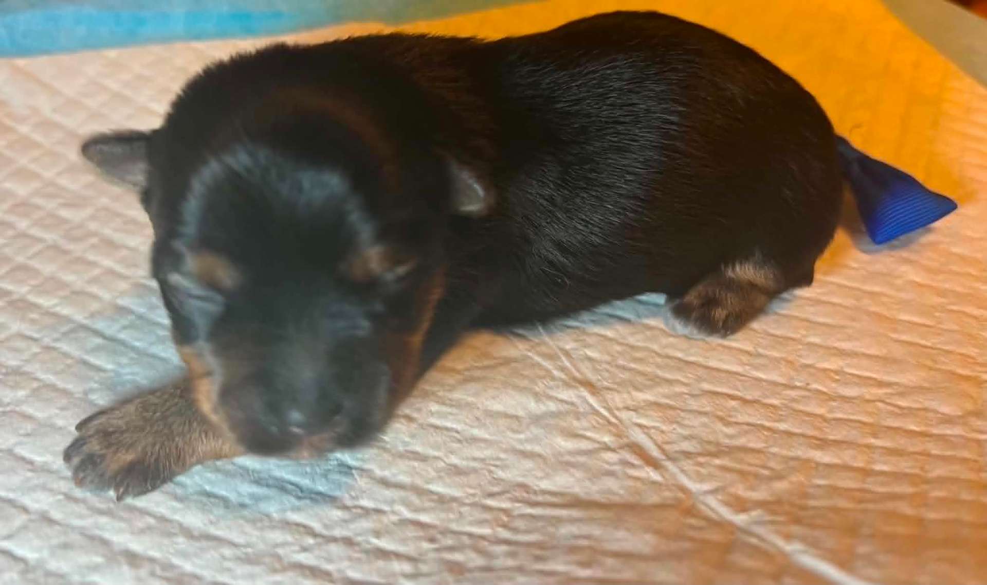 Olga & Tully's Dark Traditional Boy the Yorkie puppy