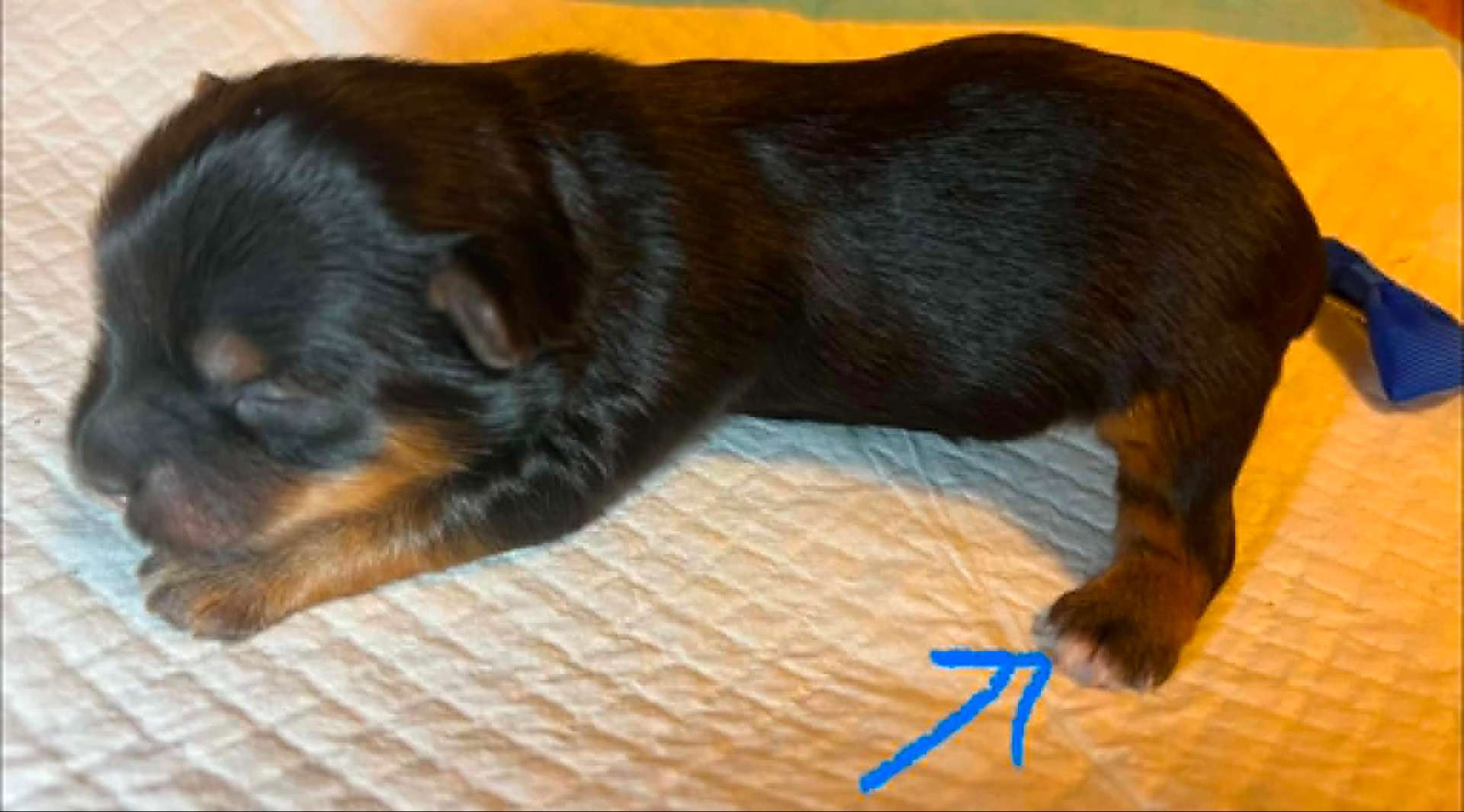 Olga & Tully's Dark Traditional Boy (White Tips) — photo 8