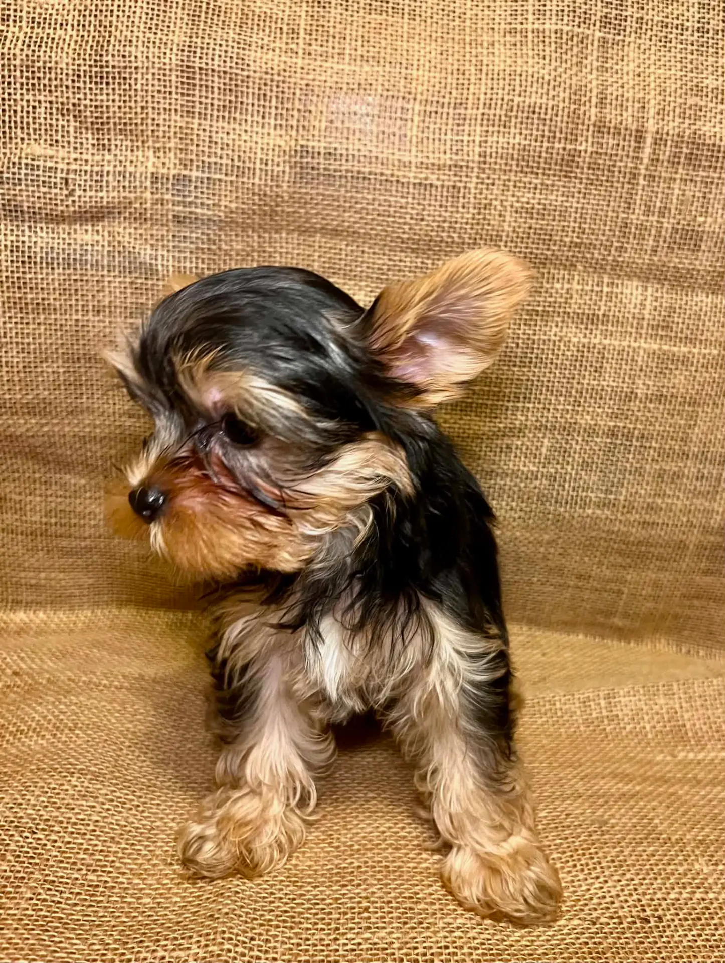 Pickles the Yorkie puppy