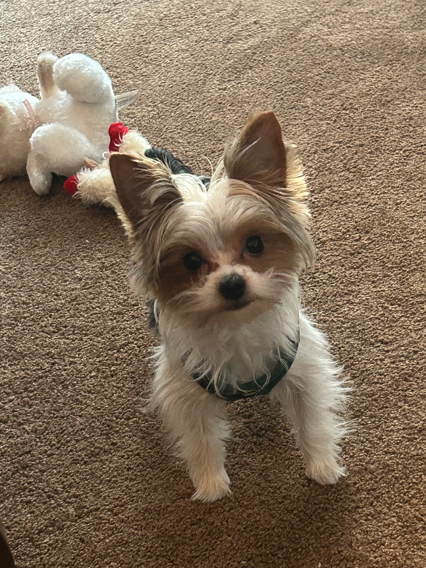 Bentley Gizmo, a tri-color Yorkie from East Coast Yorkies, standing on a carpet in a green harness beside a plush toy