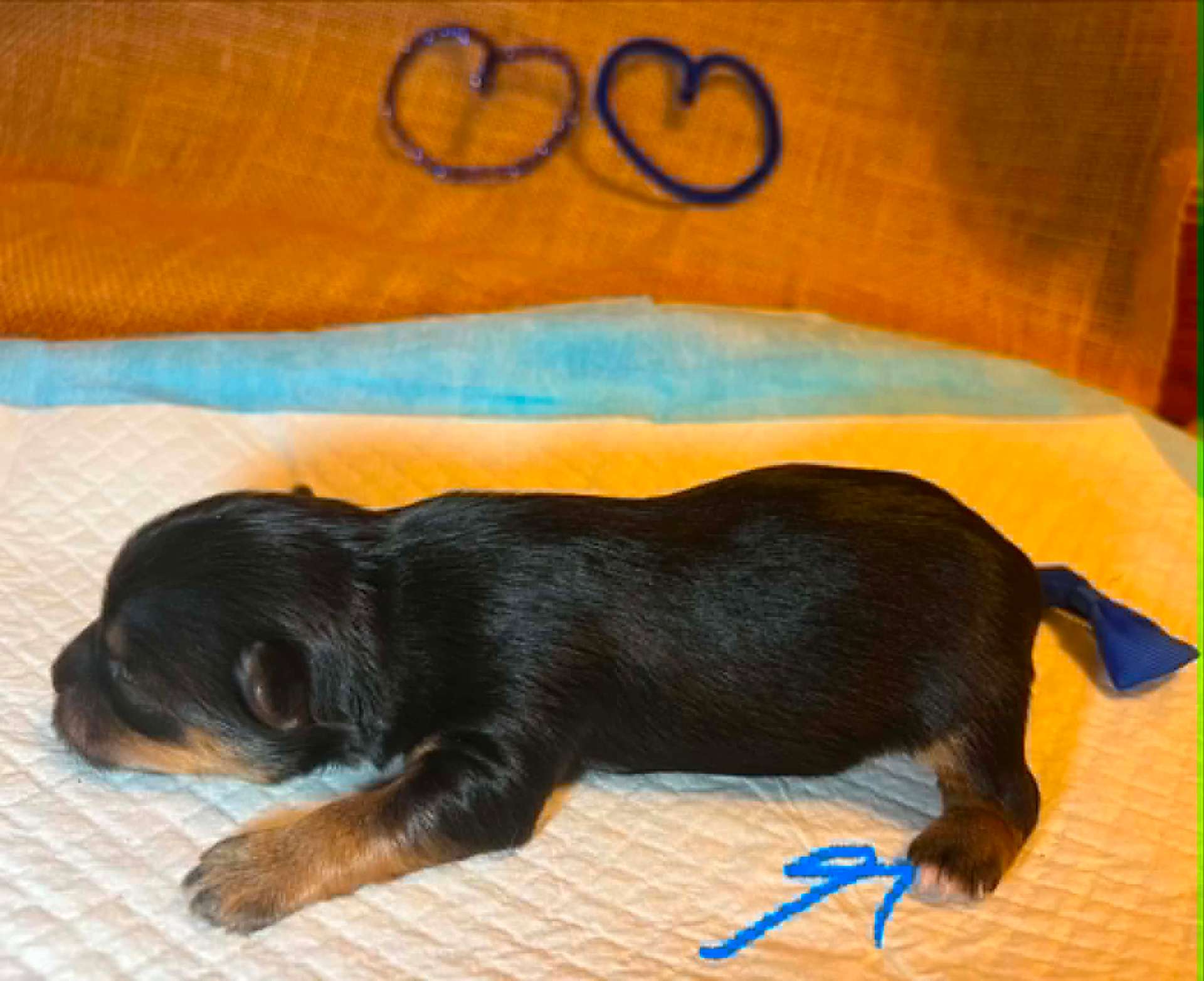 Olga & Tully's Dark Traditional Boy (White Tips) — photo 4