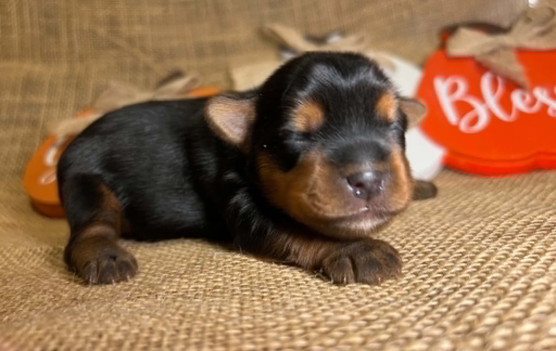 Smitty the Yorkie puppy