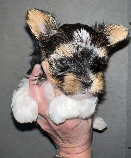 Bringing Home Your Yorkie Puppy: What Every New Owner Should Know