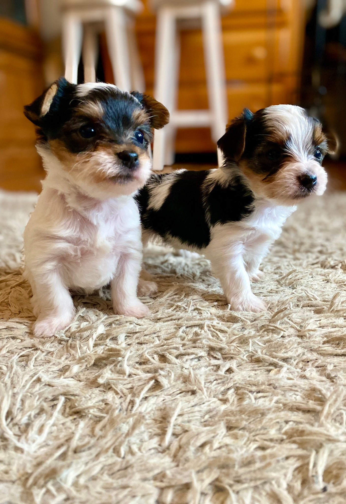 Meet Bella and Rambo: Two Adorable Yorkie Puppies Looking for Their Fo ...
