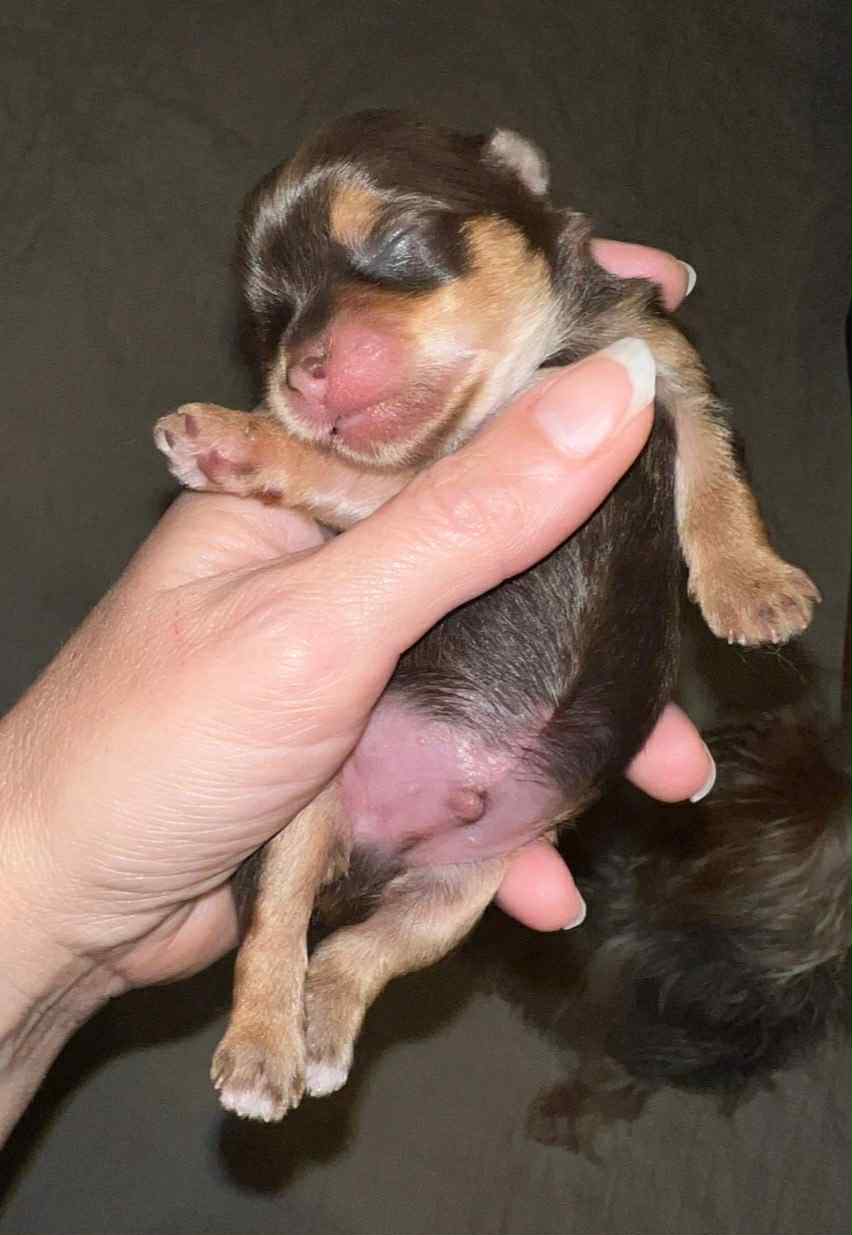 Rocky – Male AKC Yorkshire Terrier Puppy (Chocolate)