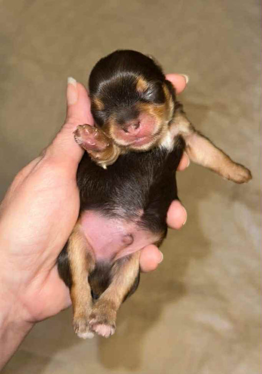Rocky – Male AKC Yorkshire Terrier Puppy (Chocolate)