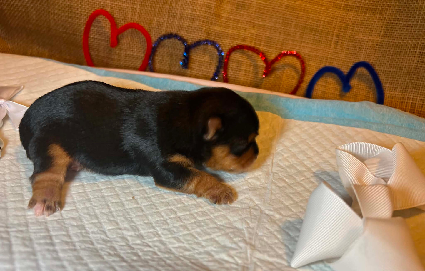 Nala