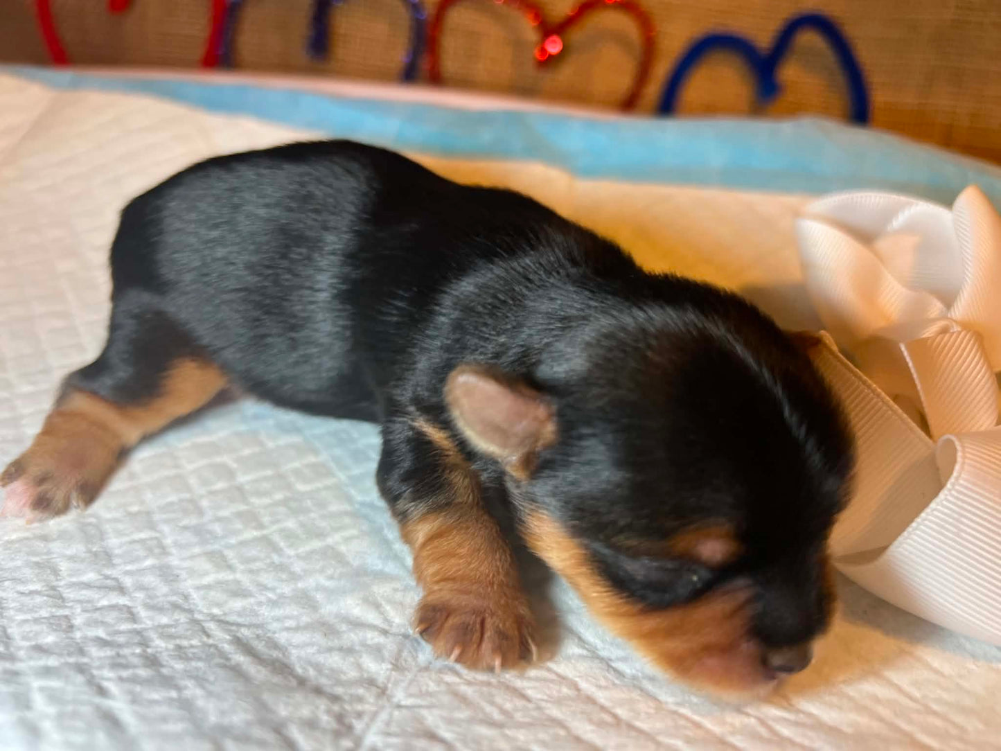 Nala