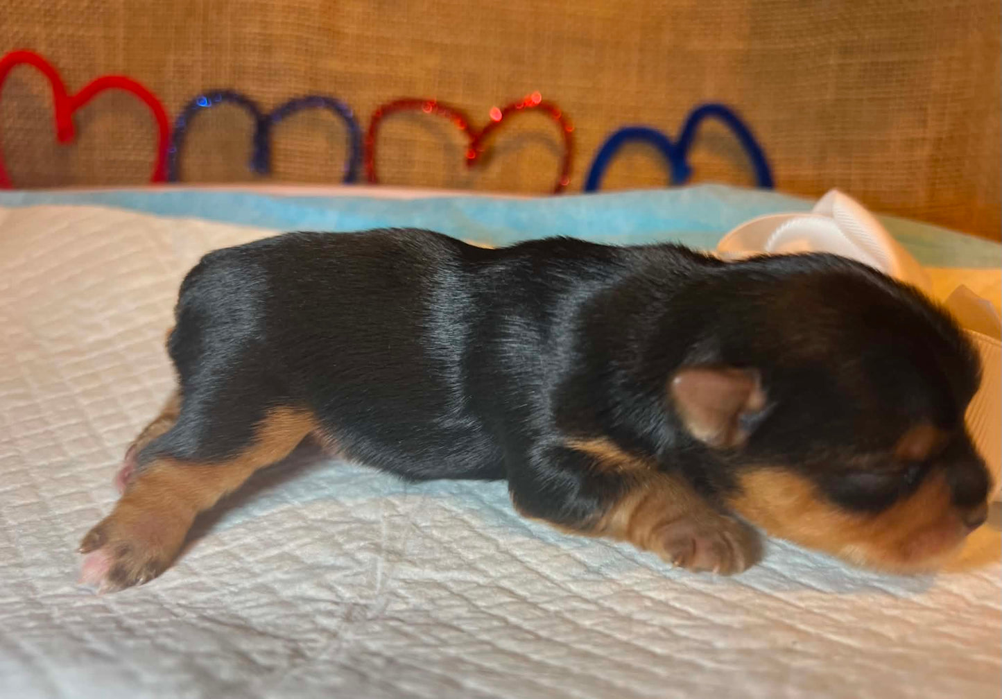 Nala