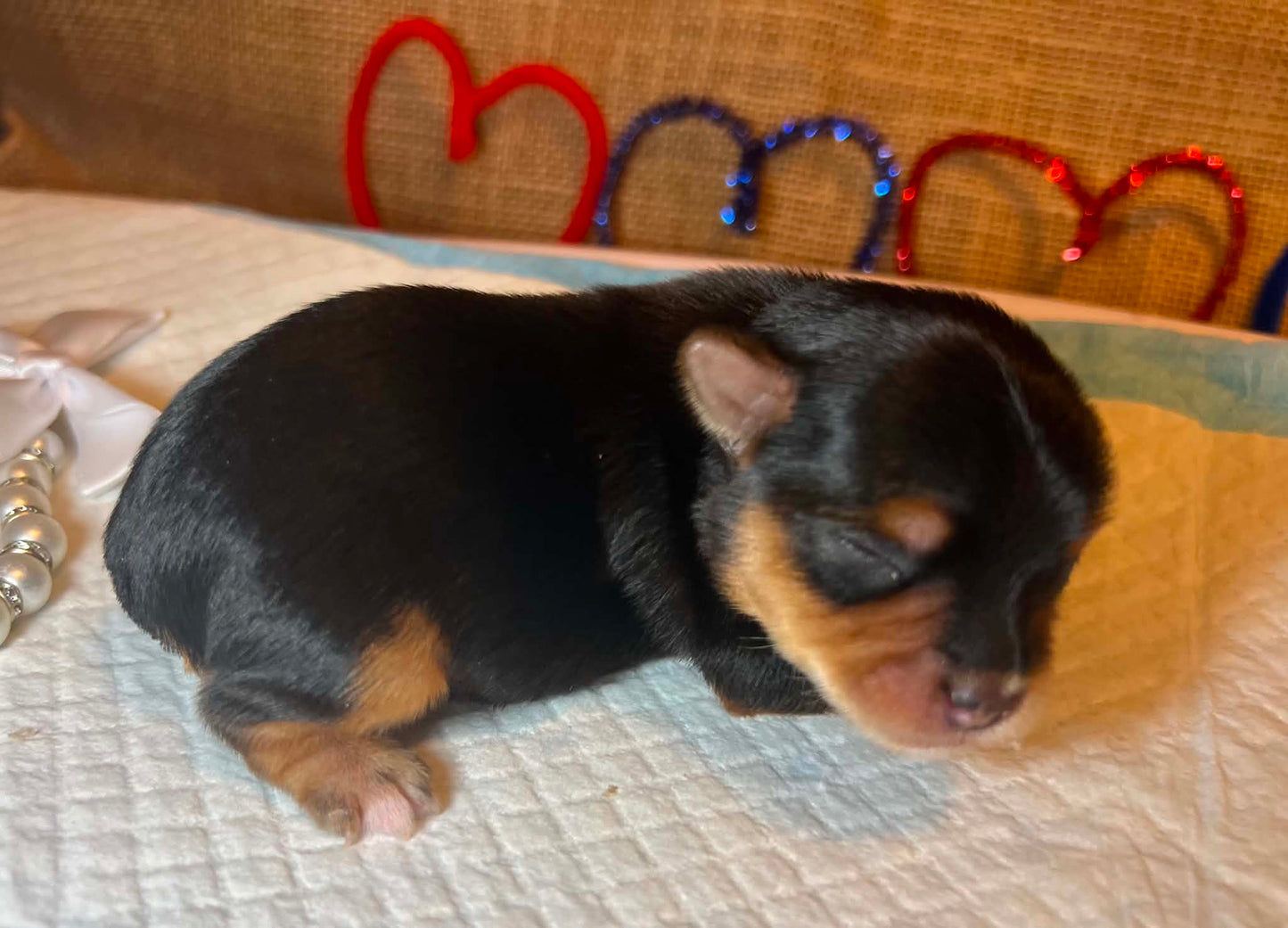Nala