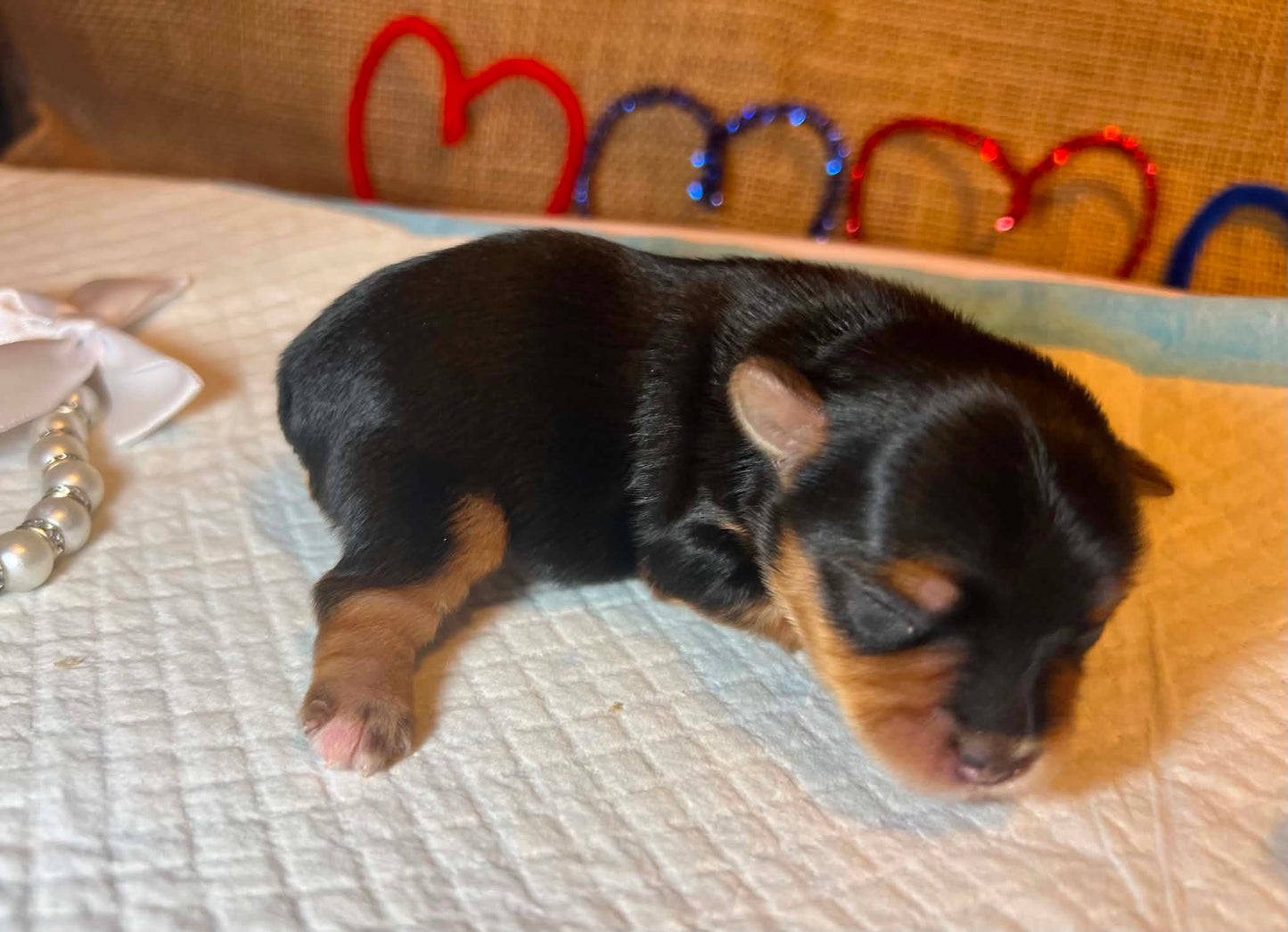 Nala