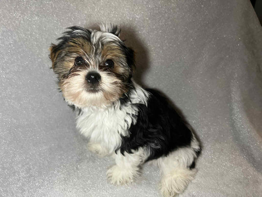Shilo – Dark Parti Male AKC Yorkie