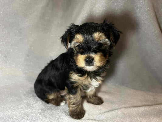 Bear – AKC Traditional Male Yorkie
