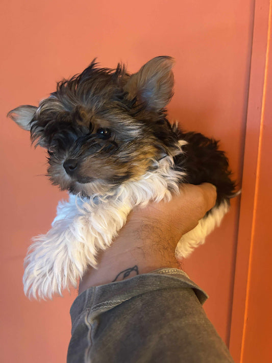 Beau – Dark Parti AKC Male Yorkie