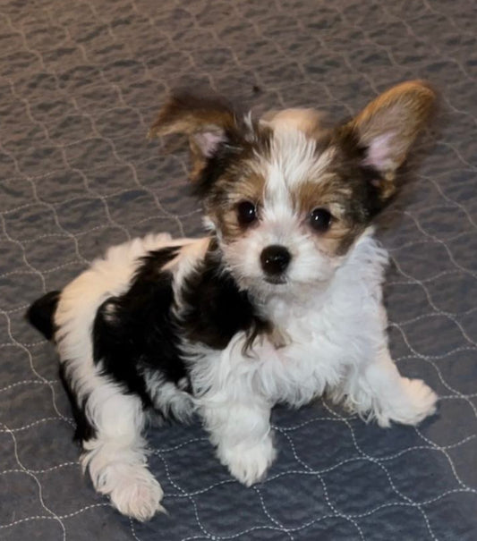 BELLA - Girl AKC Yorkie Puppy