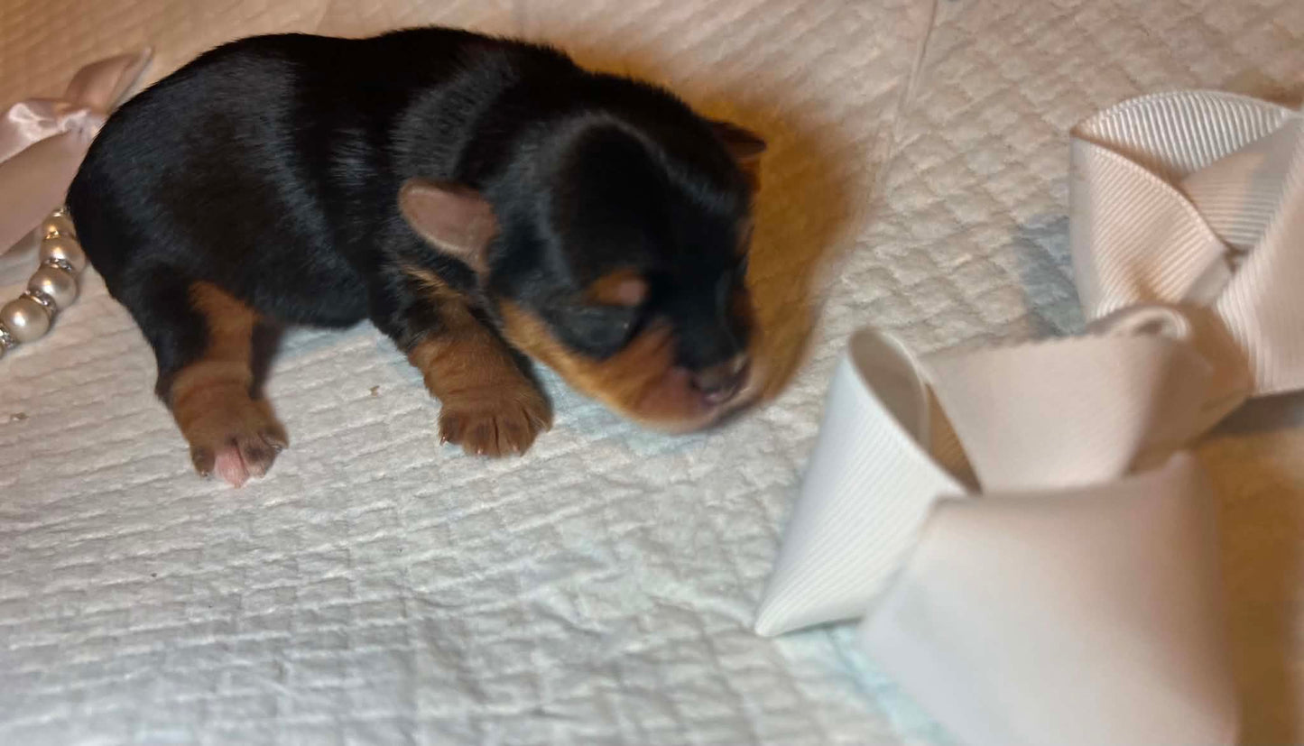 Nala