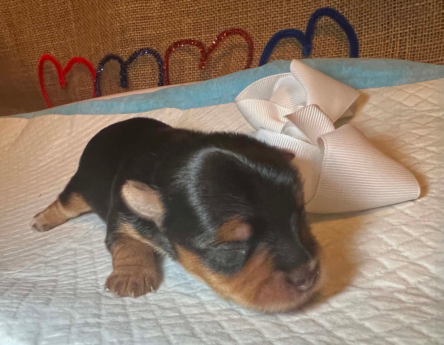 Nala