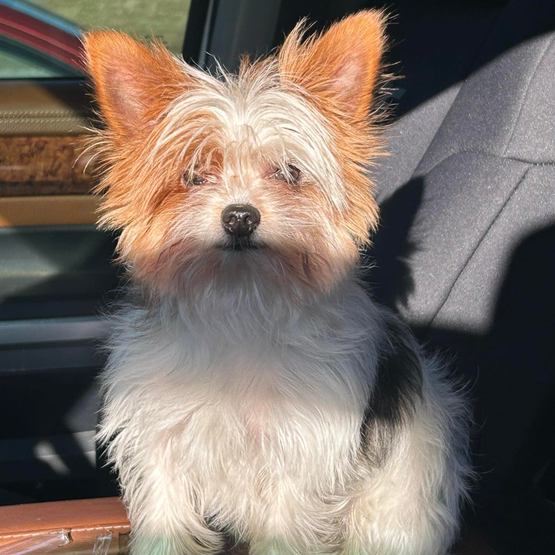 Photo of a male yorkie.  This male yorkie is for sale in Georgia.